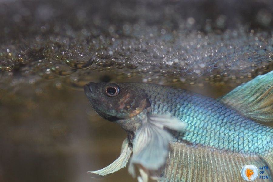 How To Tell If Betta Eggs Are Fertilized? 12 Unheard Facts