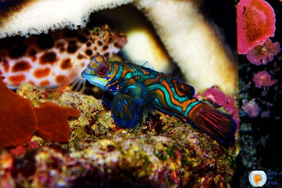 How Much Mandarin Goby Cost (With Prices!)