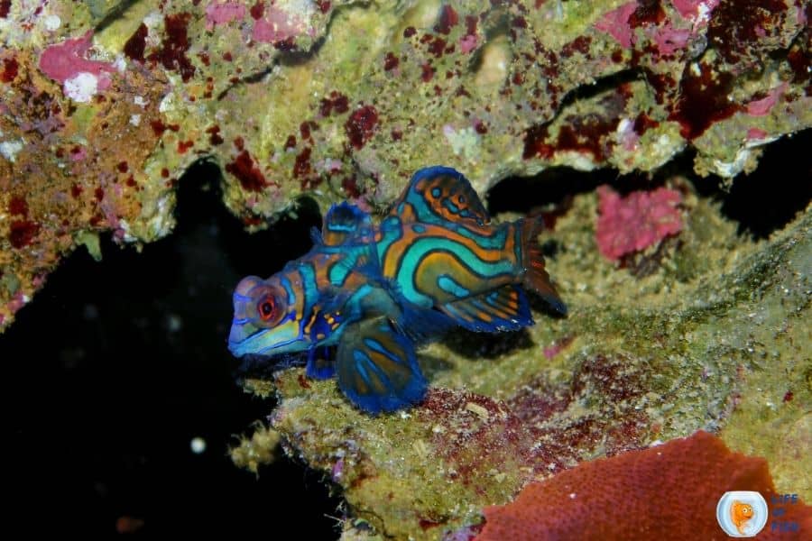 How Much Mandarin Goby Cost (With Prices!)
