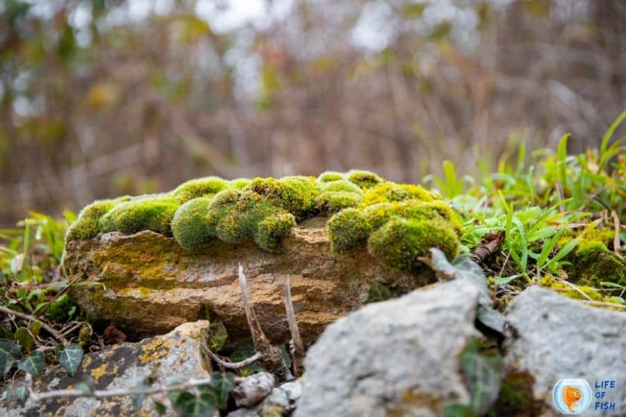 Marimo Moss Carpet By Marimo Moss Balls 16 Amazing Facts