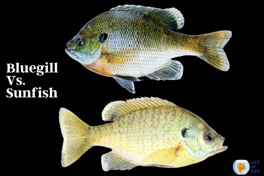 Bluegill Vs. Sunfish 12 Facts To Avoid Your Confusion