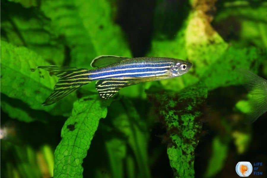Can Zebra Danios Live Without A Filter? And 6 Related Facts