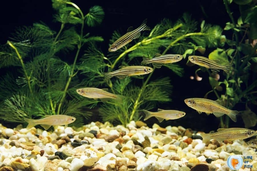 Can Zebra Danios Live Without A Filter? And 6 Related Facts