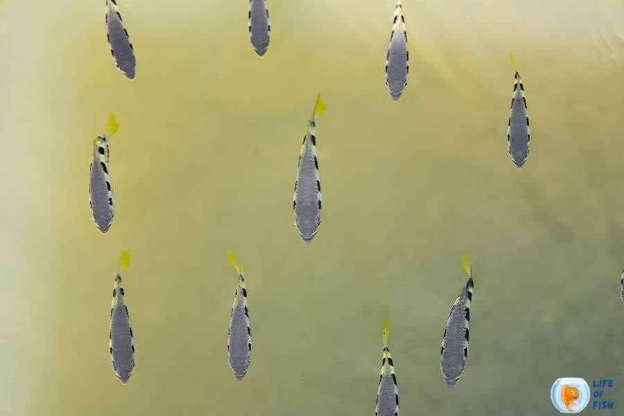 Archer Fish Ultimate Care Guide 14 Interesting Facts You Should Know