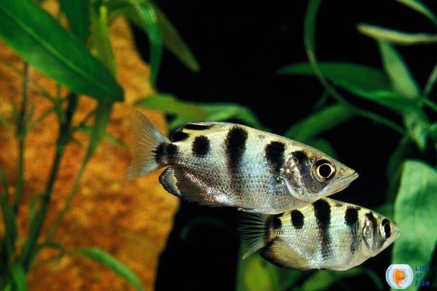 Archer Fish Ultimate Care Guide 14 Interesting Facts You Should Know