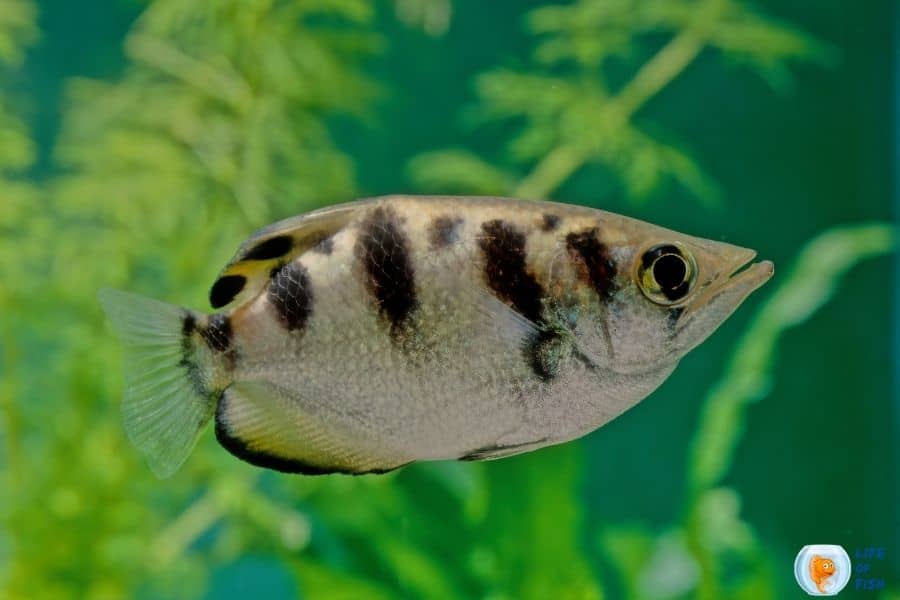 Archer Fish Ultimate Care Guide 14 Interesting Facts You Should Know