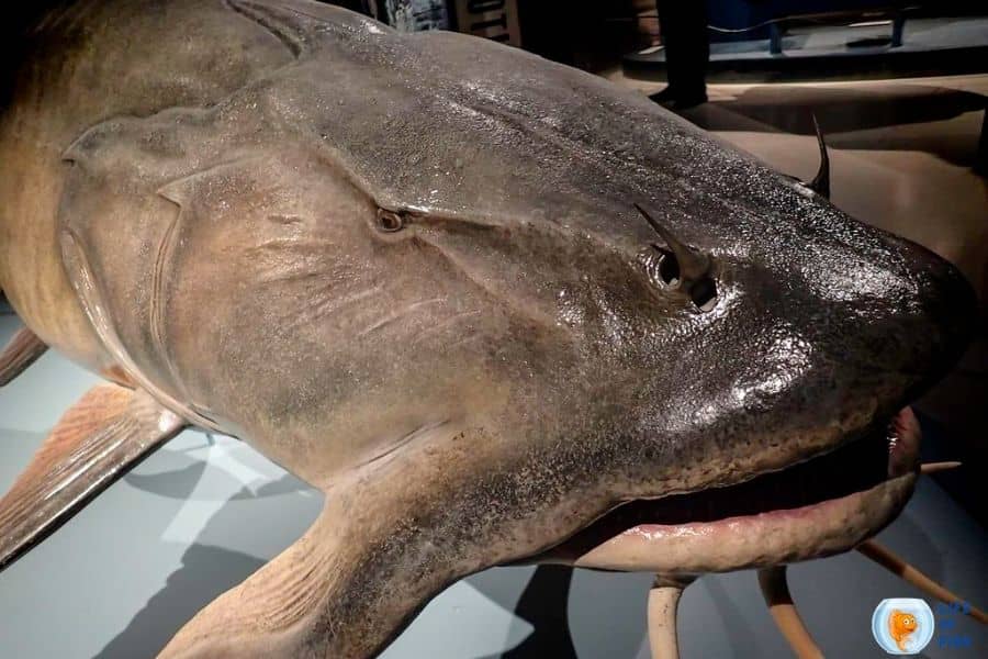 Goonch Catfish 10 Amazing Facts About Scarylooking Fish