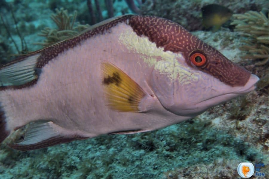 Hogfish (Lachnolaimus maximus) 18 Adorable Facts About Them