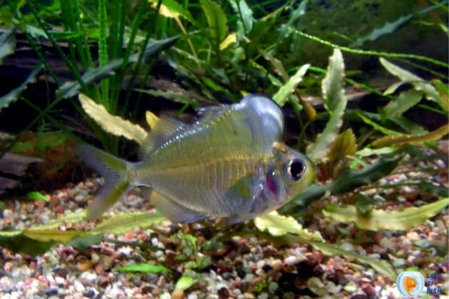 Humphead Glassfish (Parambassis Pulcinella) 15 Amazing Facts