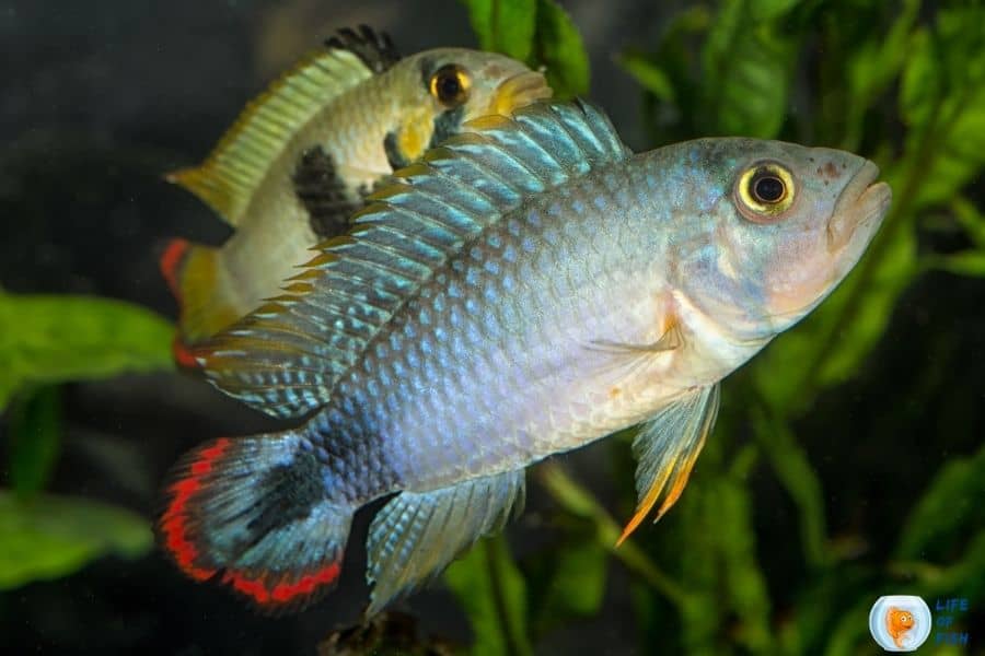 15 Kribensis Cichlid Tank Mates For Your Beautiful Fish Tank