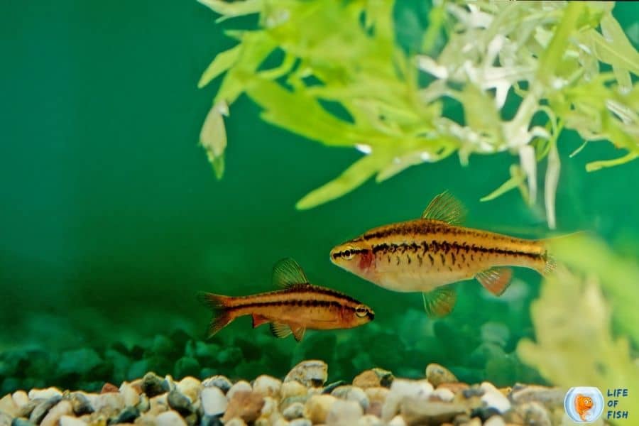 15 Kribensis Cichlid Tank Mates For Your Beautiful Fish Tank