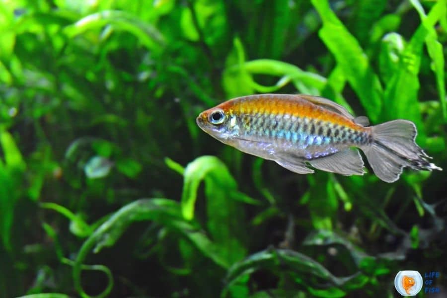 15 Kribensis Cichlid Tank Mates For Your Beautiful Fish Tank