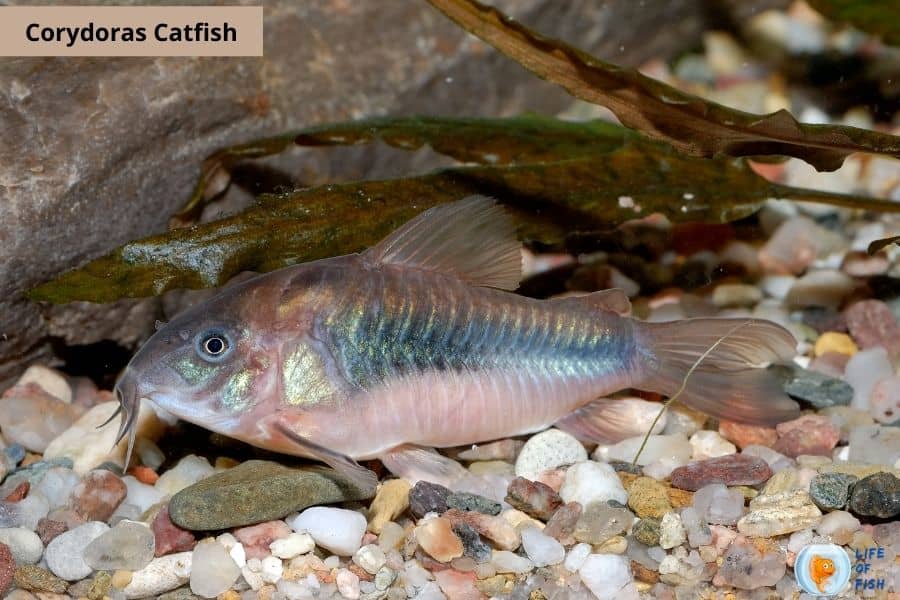 Algae Eating Fish For Ponds 10 Algae Loving Fish For Your Pond