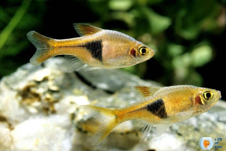 15 Kribensis Cichlid Tank Mates For Your Beautiful Fish Tank