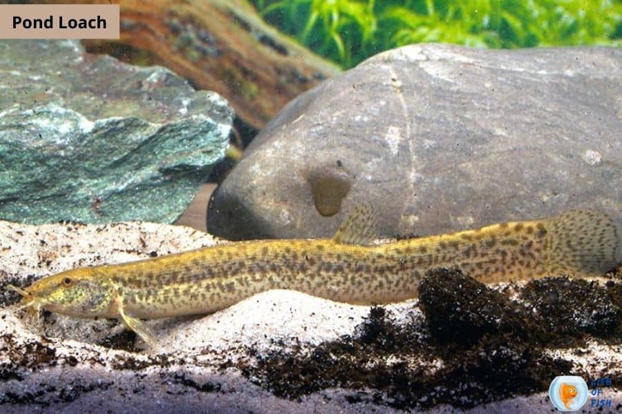 Algae Eating Fish For Ponds 10 Algae Loving Fish For Your Pond