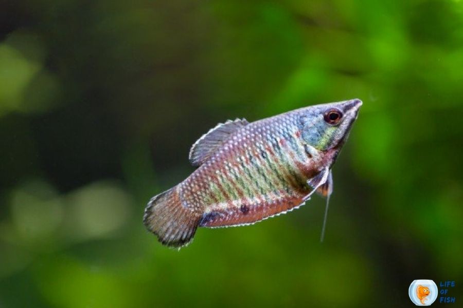 Samurai Gourami How I Care (Without Killing Them)