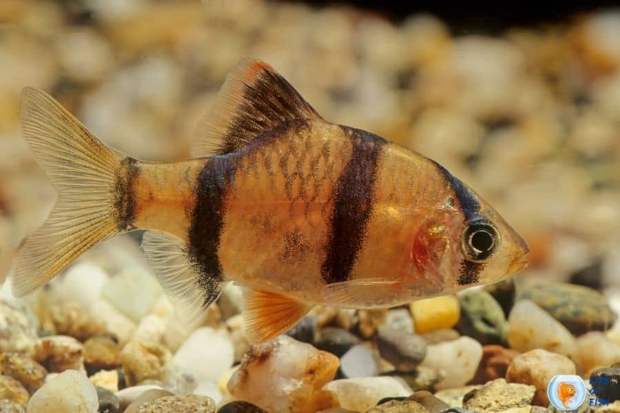 15 Kribensis Cichlid Tank Mates For Your Beautiful Fish Tank