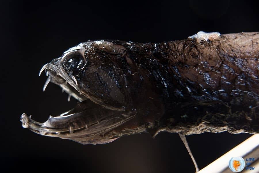 Dragonfish A Magnificent Dragonlike Fish From The Deep