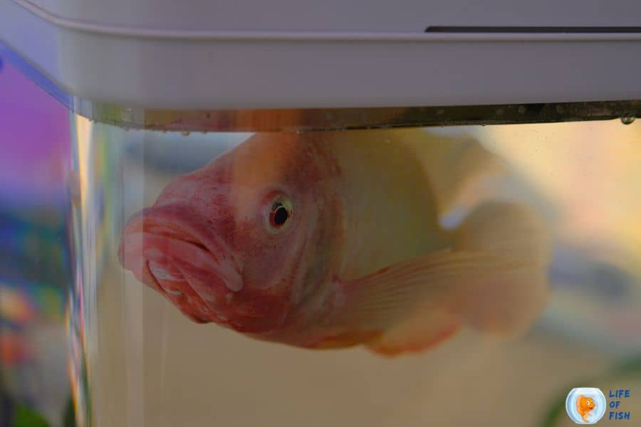 How Long To Keep Fish In A Hospital Tank?
