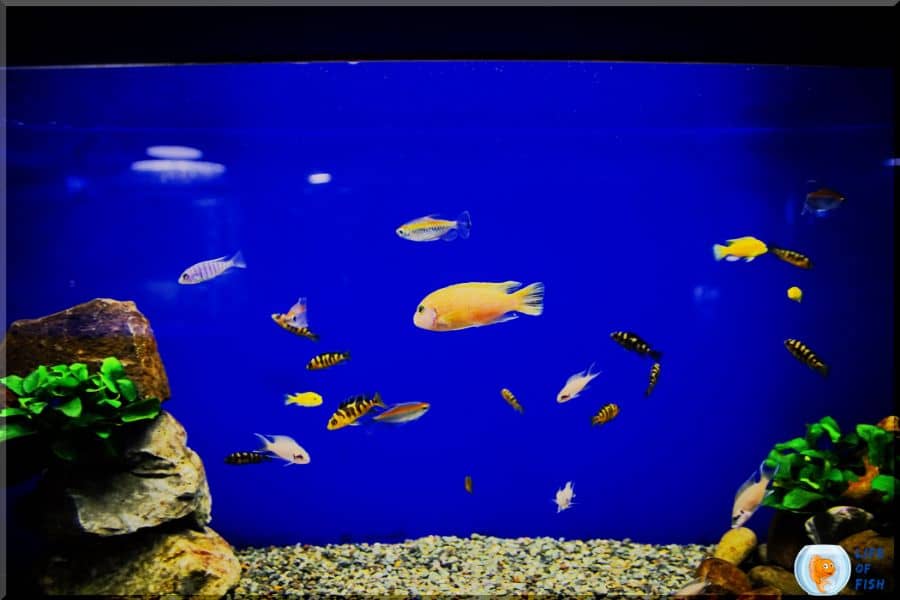 How Long To Keep Fish In A Hospital Tank?