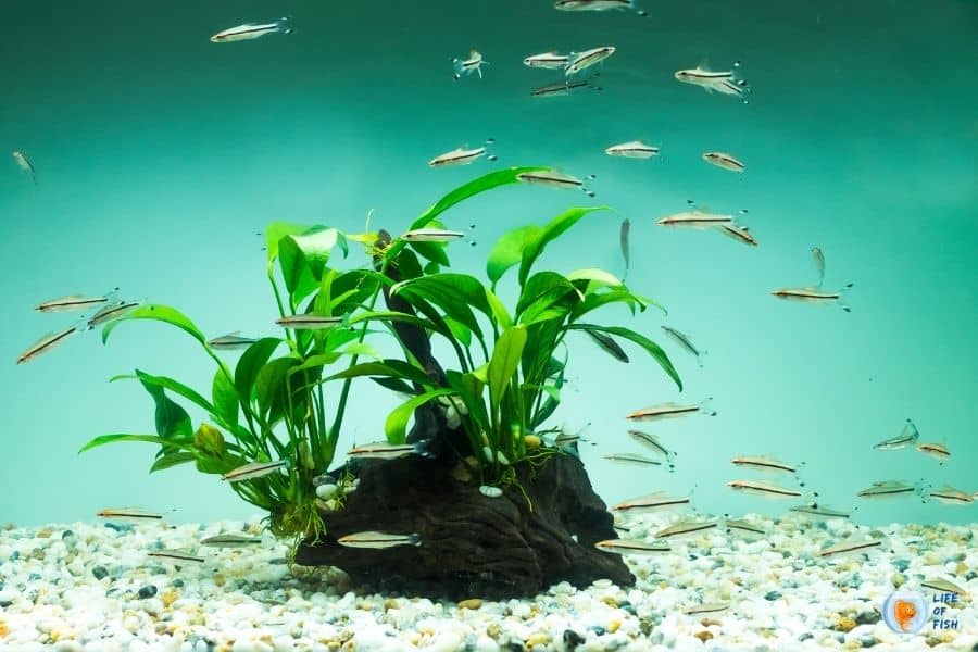 Can Fish Tanks Be In Direct Sunlight? (Pros and Cons)