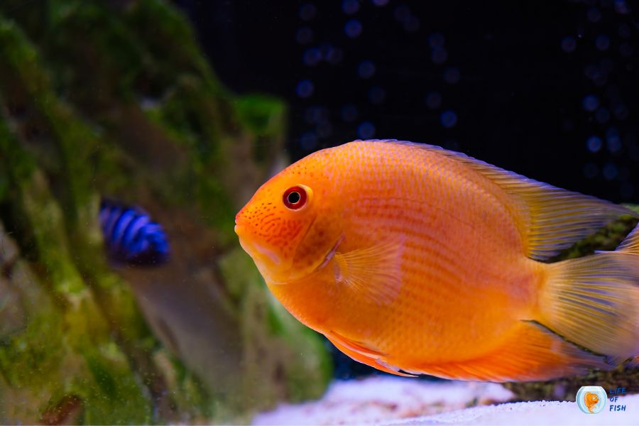 Fish Constipation Causes, Treatment, And How To Prevent