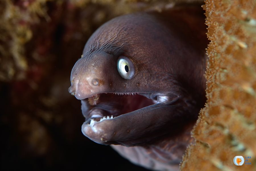 Moray Eel Facts Everything You Need to Know