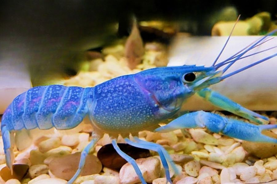 Blue Crayfish The Ultimate Care, Diet, and Breeding Guide