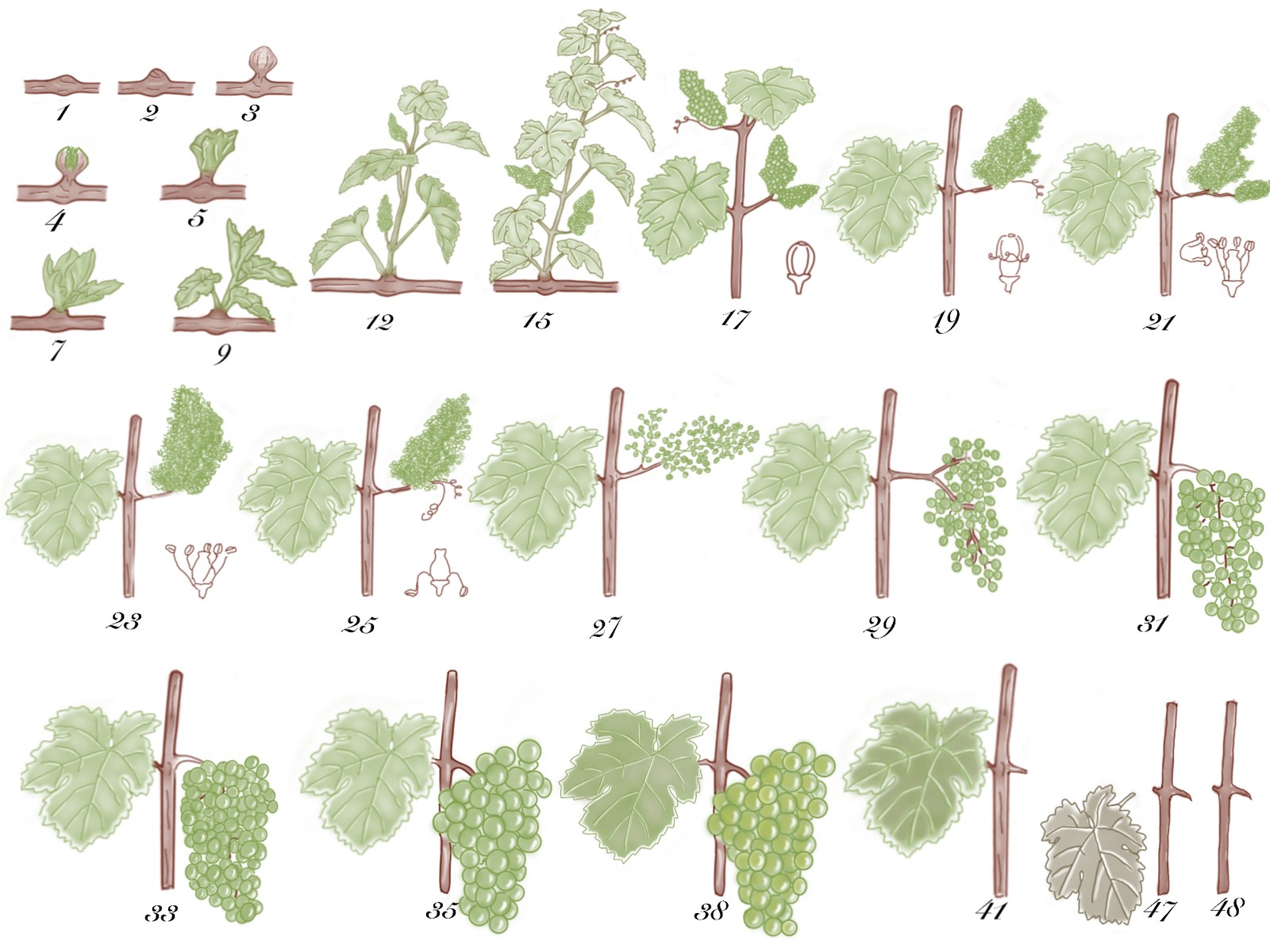 Annual Growth Cycle Of Grapevines Life of vineyard