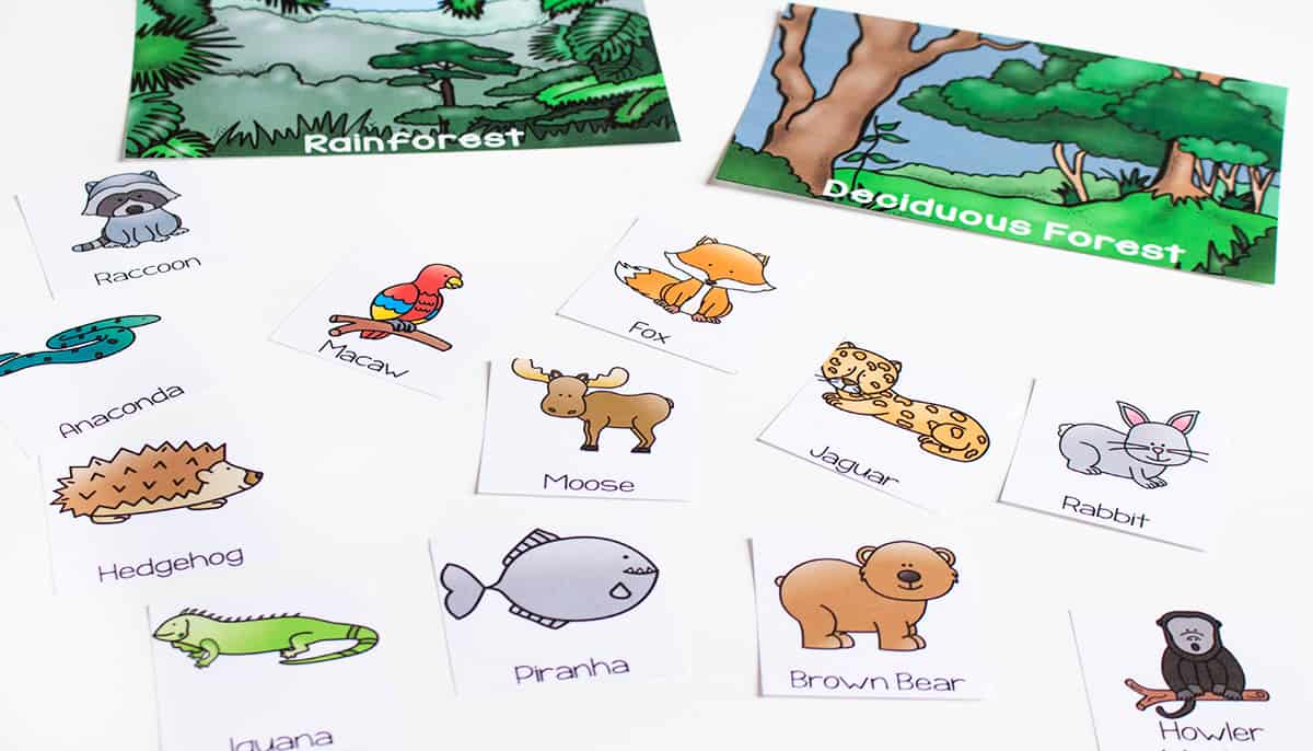 Biome Sorting Mats For Forests