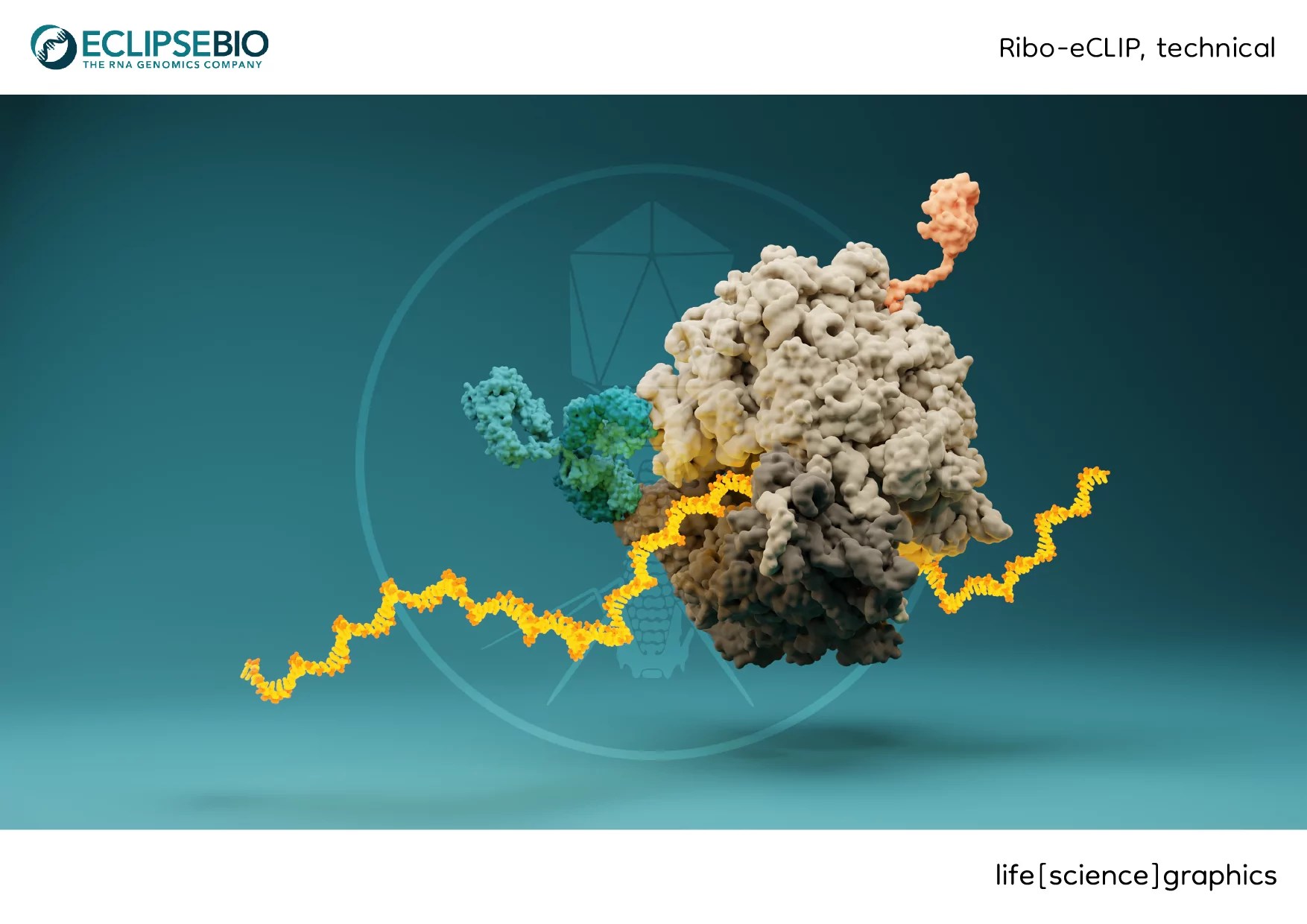 Eclipse Bioinnovations life[science]graphics