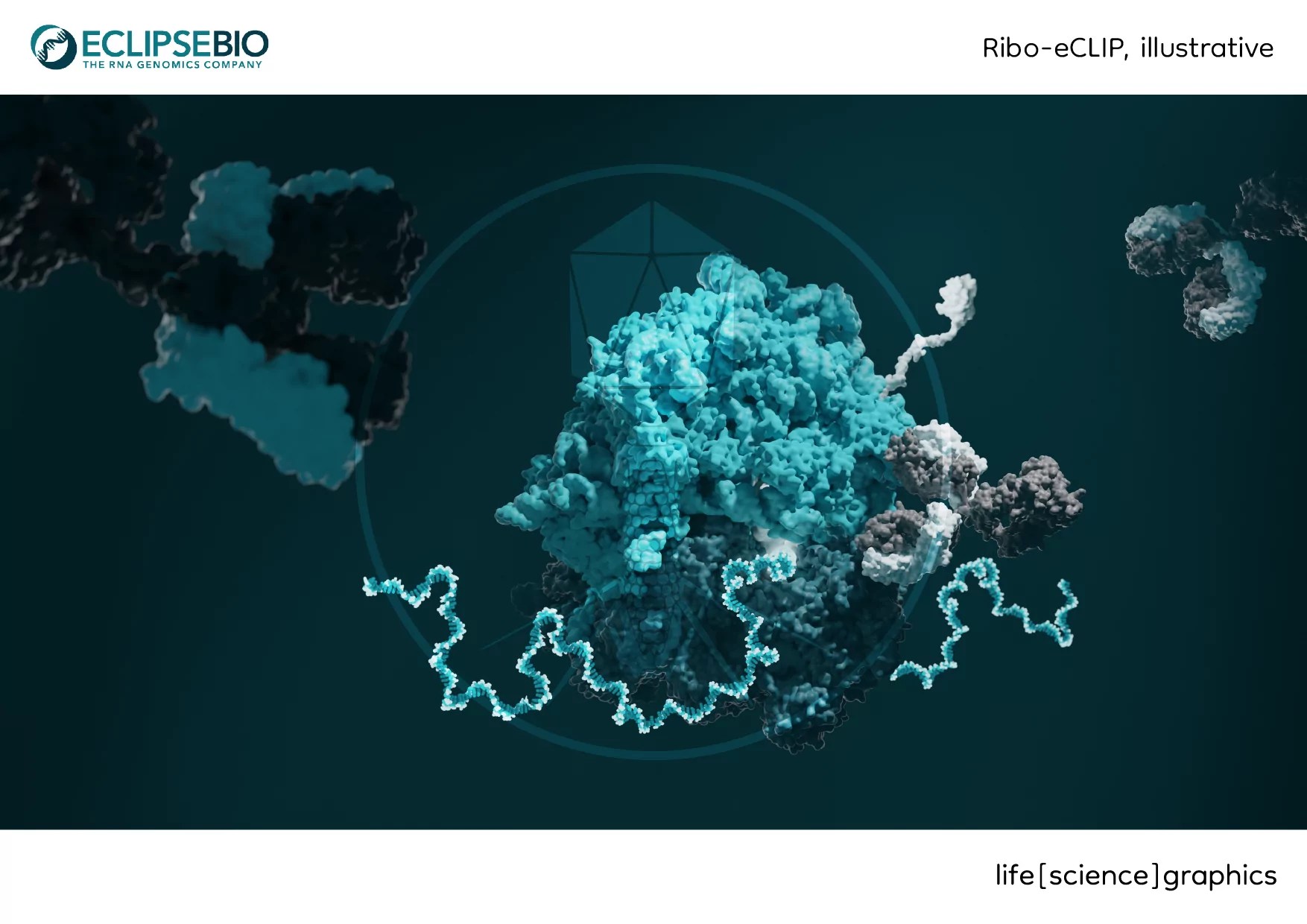Eclipse Bioinnovations life[science]graphics