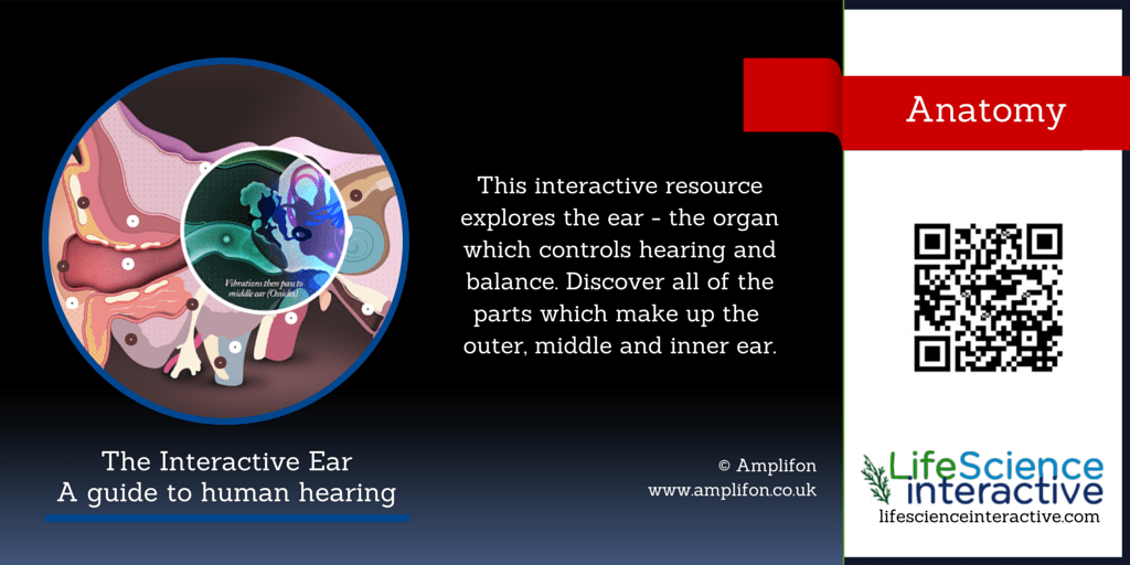 The Interactive Ear A guide to human hearing Life Science Interactive