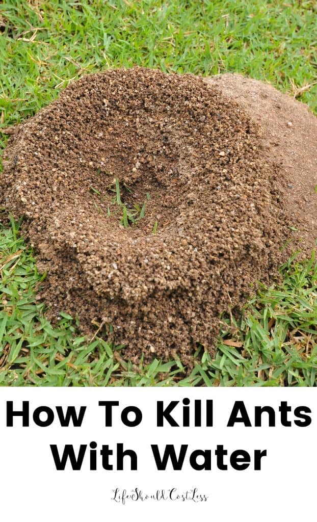 How To Kill Ants Using Only Water Life Should Cost Less
