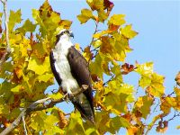 Osprey