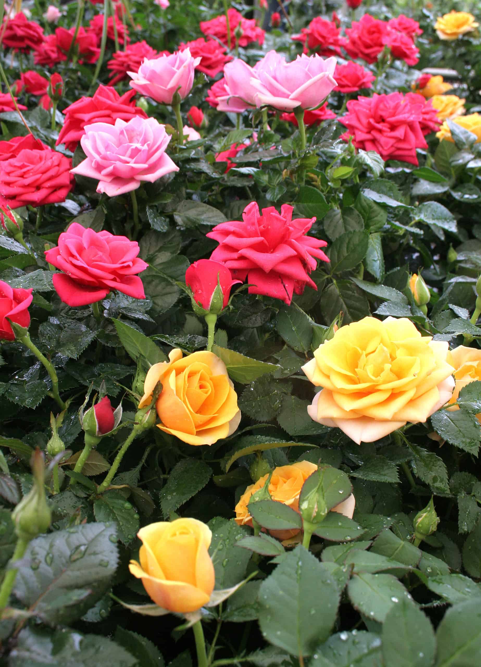 Pot Roses • Lifestyle Home Garden Shop Roses Online