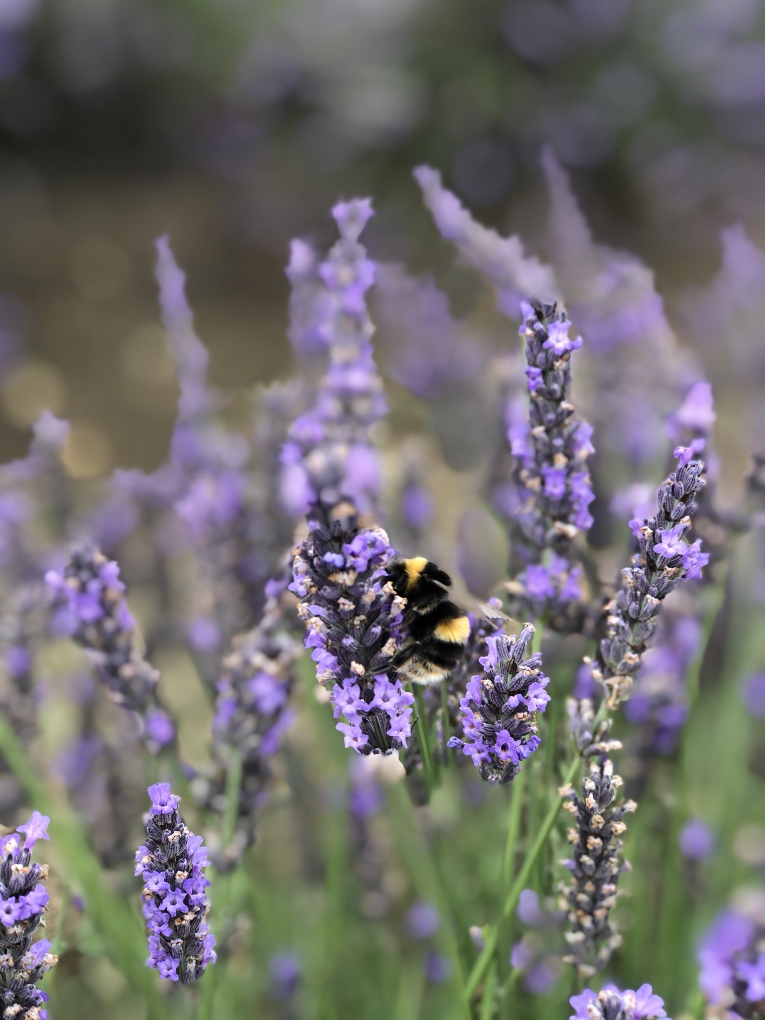 lavender bee