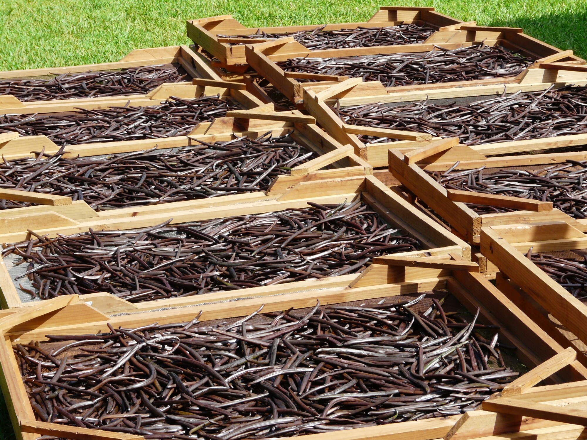 Boosting Your Body and Mind 5 Nutritional Benefits of Vanilla Beans