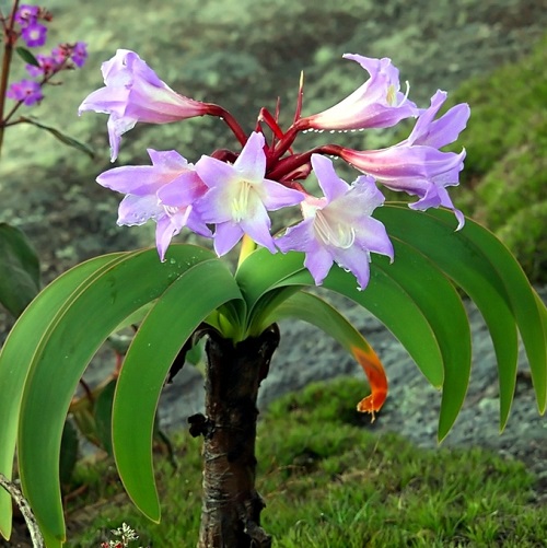 Worsleya procera (1 seed) Lifestyle Seeds