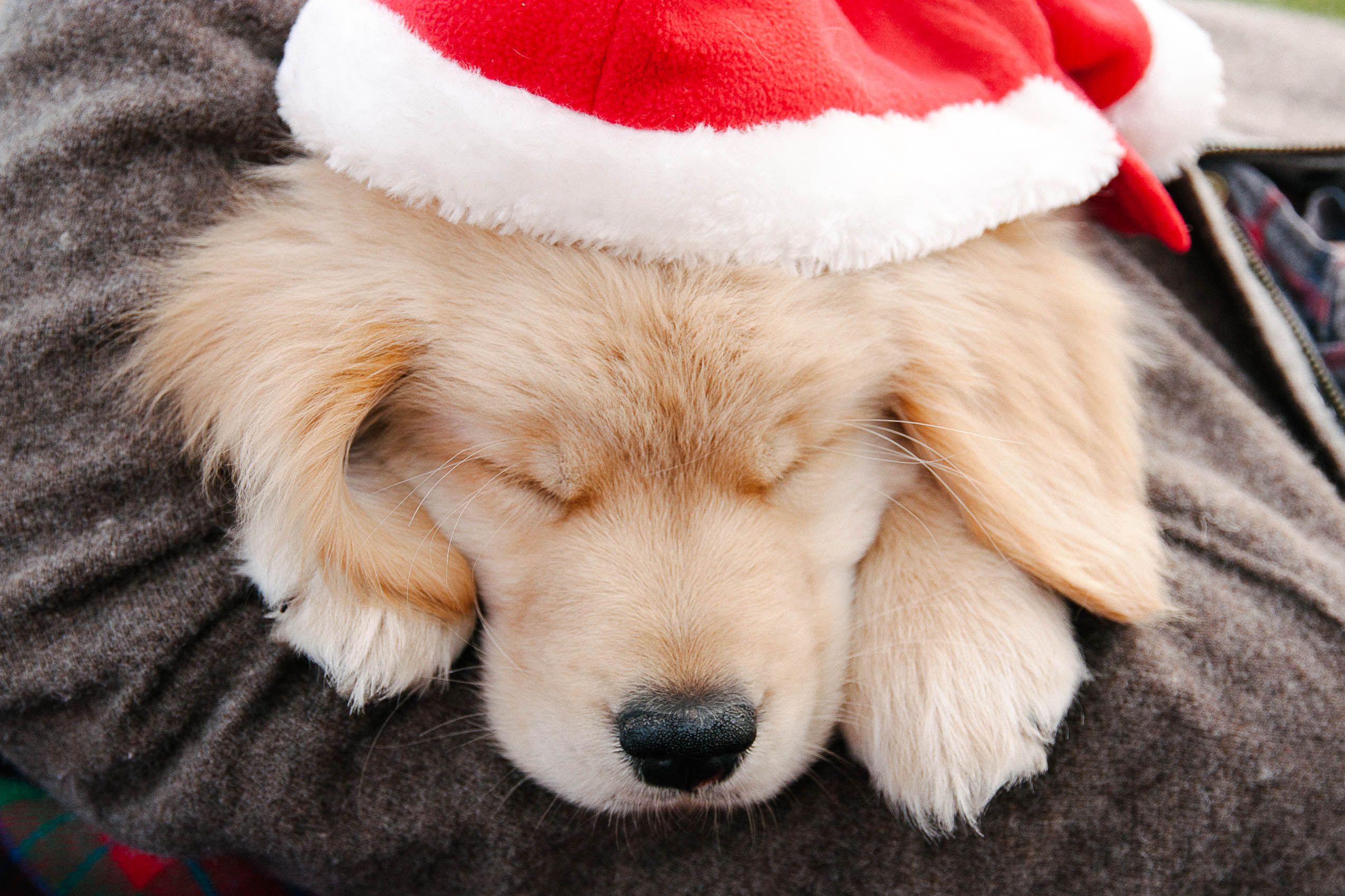 photography // happiness is a warm puppy life/style 365