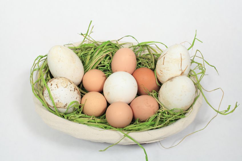 Eggs High Cholesterol Aggravator or Good Health Promoter?