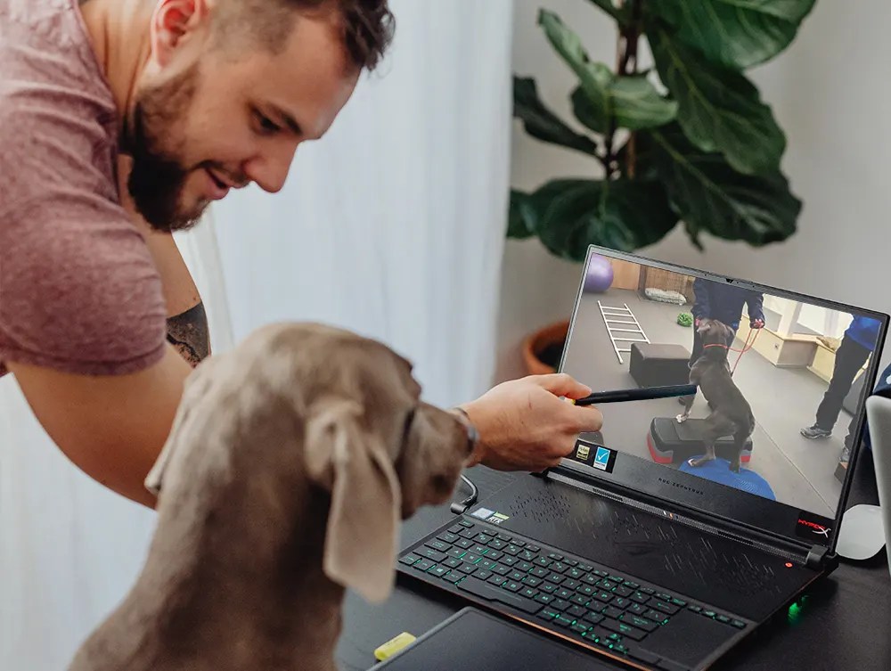 Is Virtual Dog Training Worth It? Life Unleashed