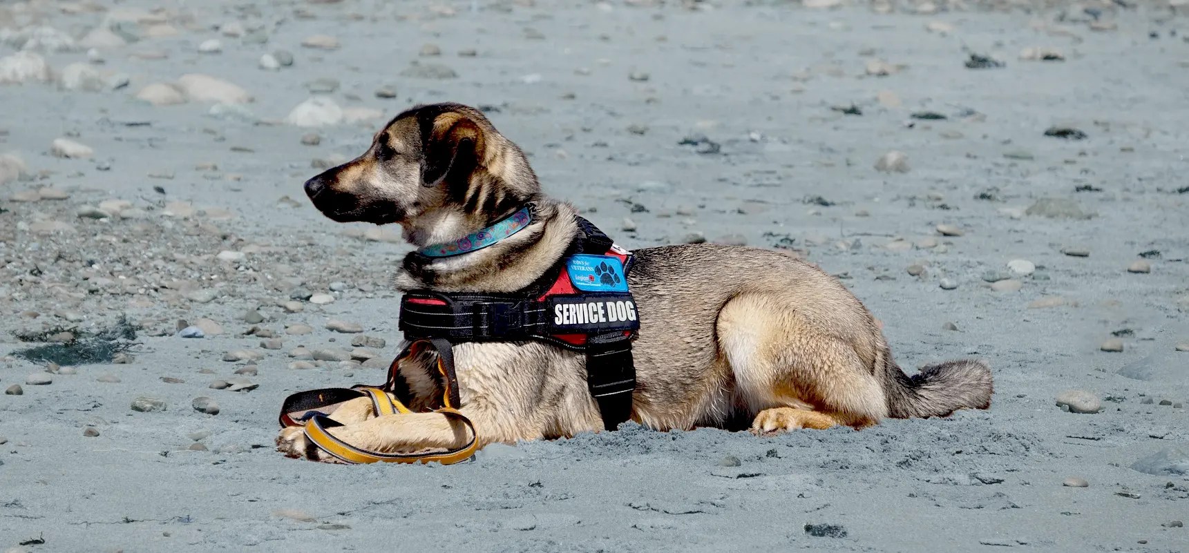 The Top 5 Benefits of Service Dog Training Life Unleashed