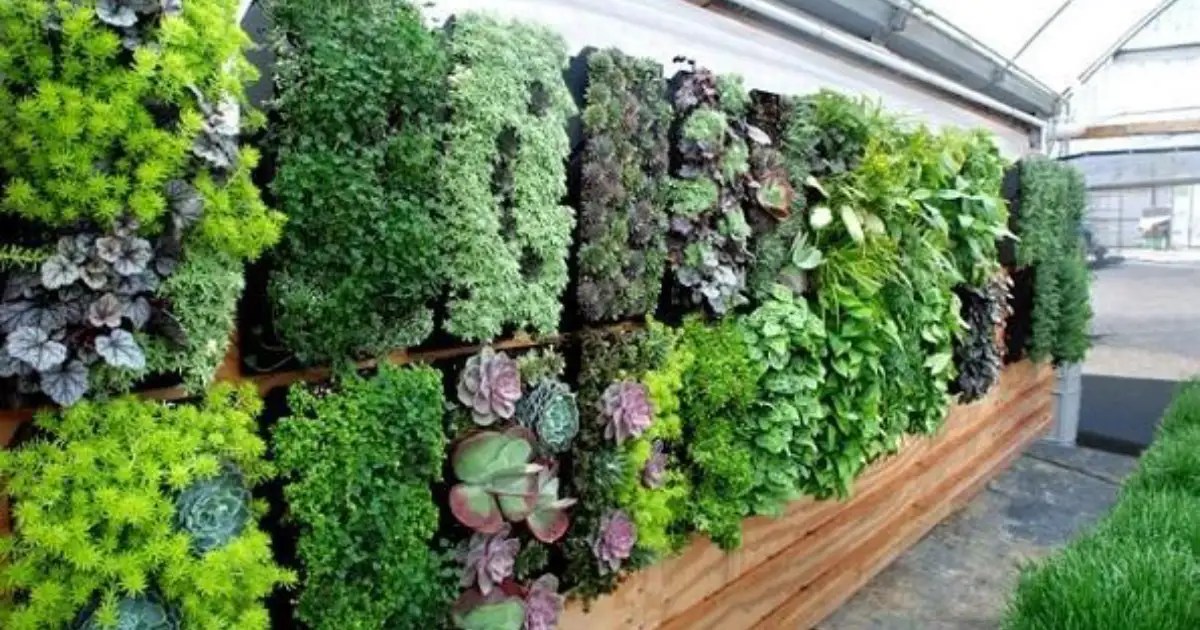 Elegant plants for a vertical garden or living walls LifeWall