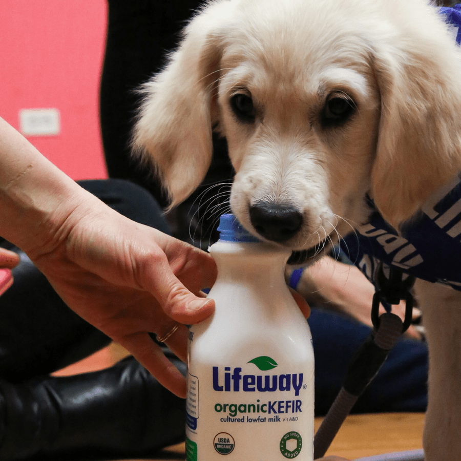 Can Dogs Drink Kefir