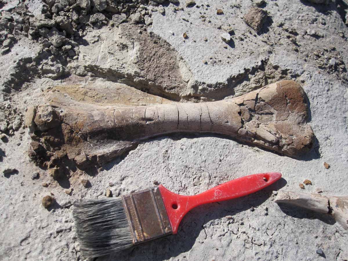 History of Archaeology in Alberta Lifeways of Canada