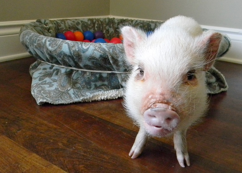 DSCN1663 Edited Life with a Mini Pig