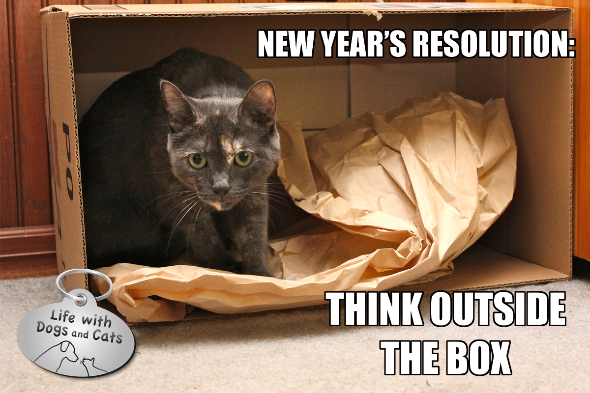 Photos New Year's Resolutions Life with Dogs and Cats