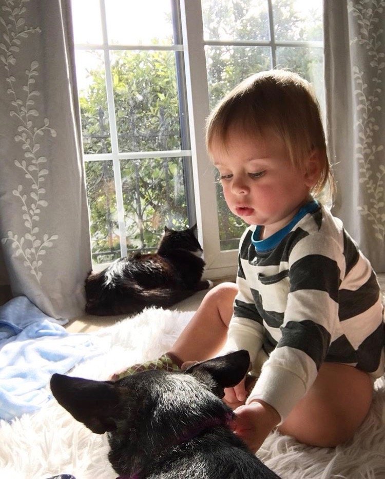 How to Introduce Your Baby to Pets Life with Mar