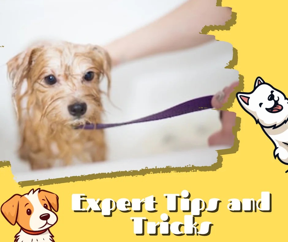 How to Bathe a Dog That Hates Water Life With My Dogs